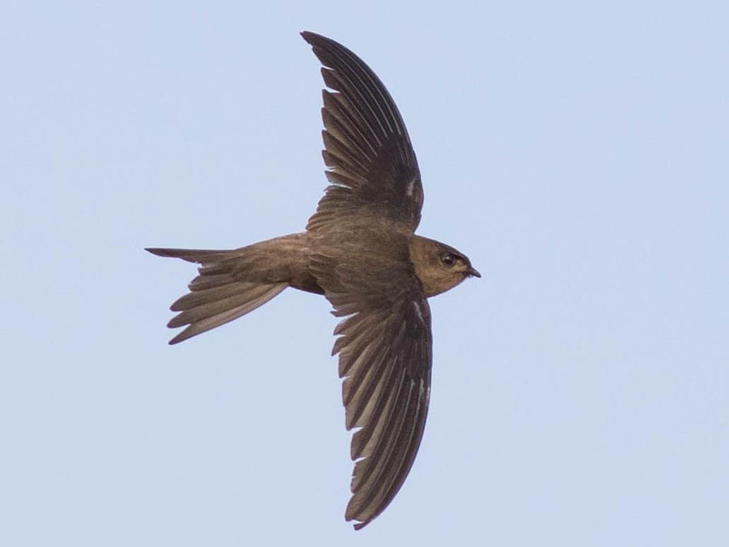 palm swift